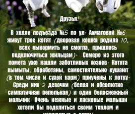 kotyi