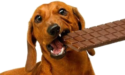 Отравление шоколадом собак