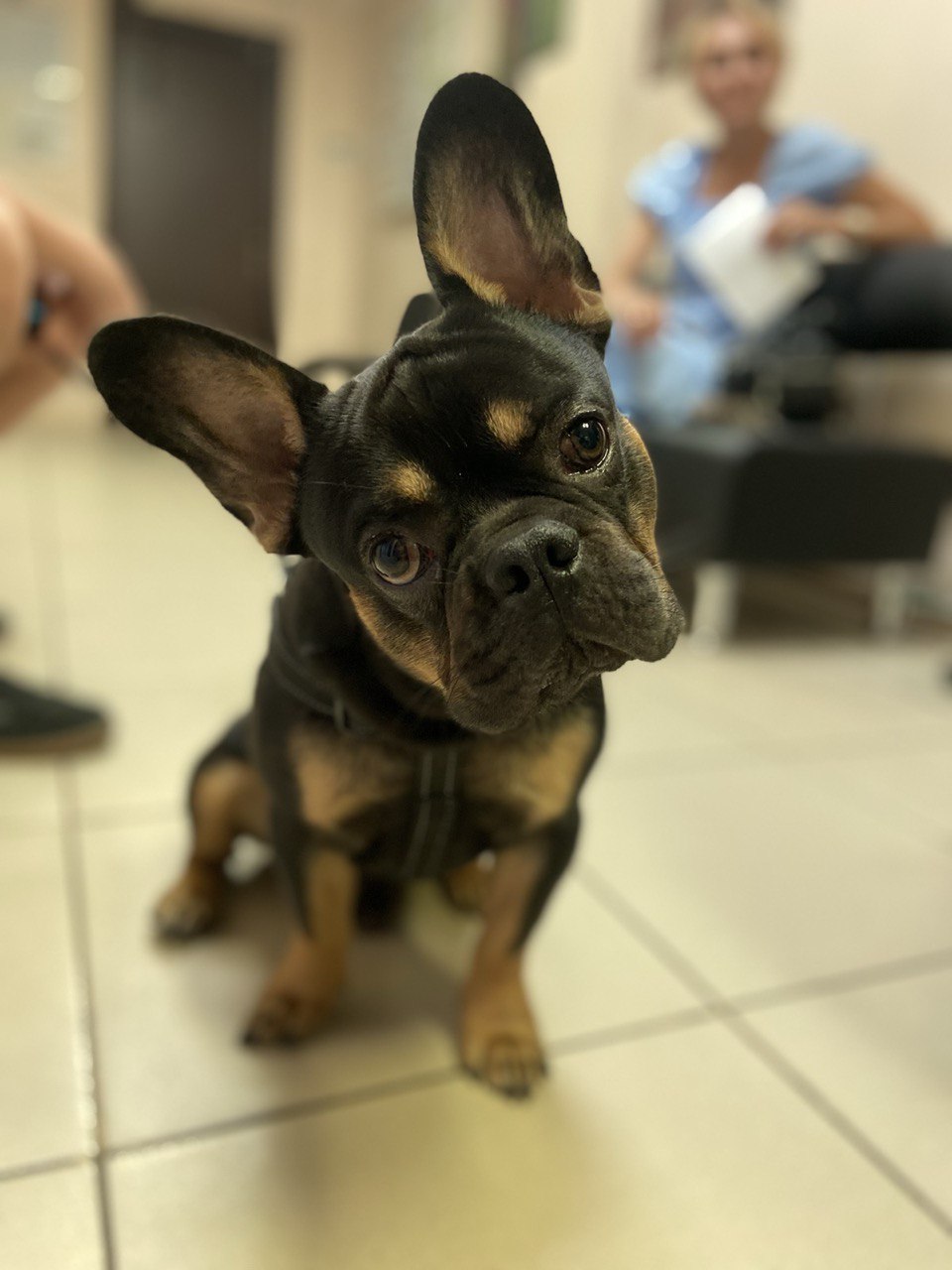 ветеринарна клініка розташована в Києві, Дарницький район, вул. Тростянецька 4/2.