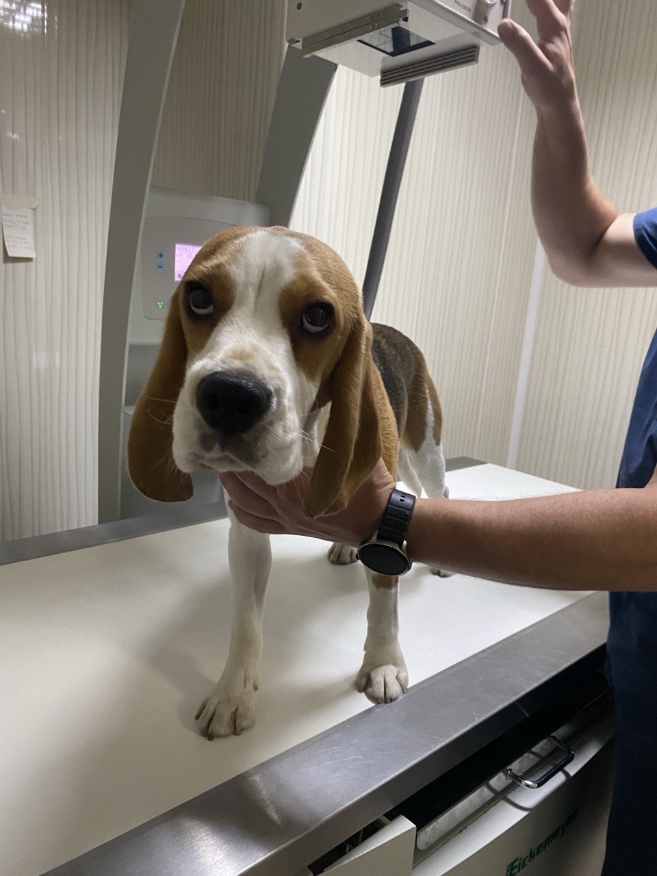 ветеринарна клініка розташована в Києві, Дарницький район, вул. Тростянецька 4/2.