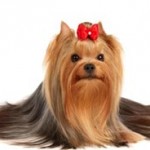 Салон красоты для животных