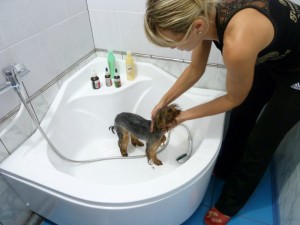 Салон красоты для животных в зооцентре Любимец