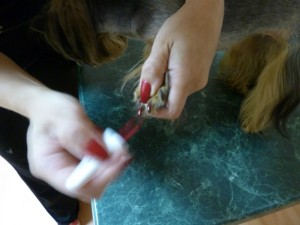 Салон красоты для животных в зооцентре Любимец